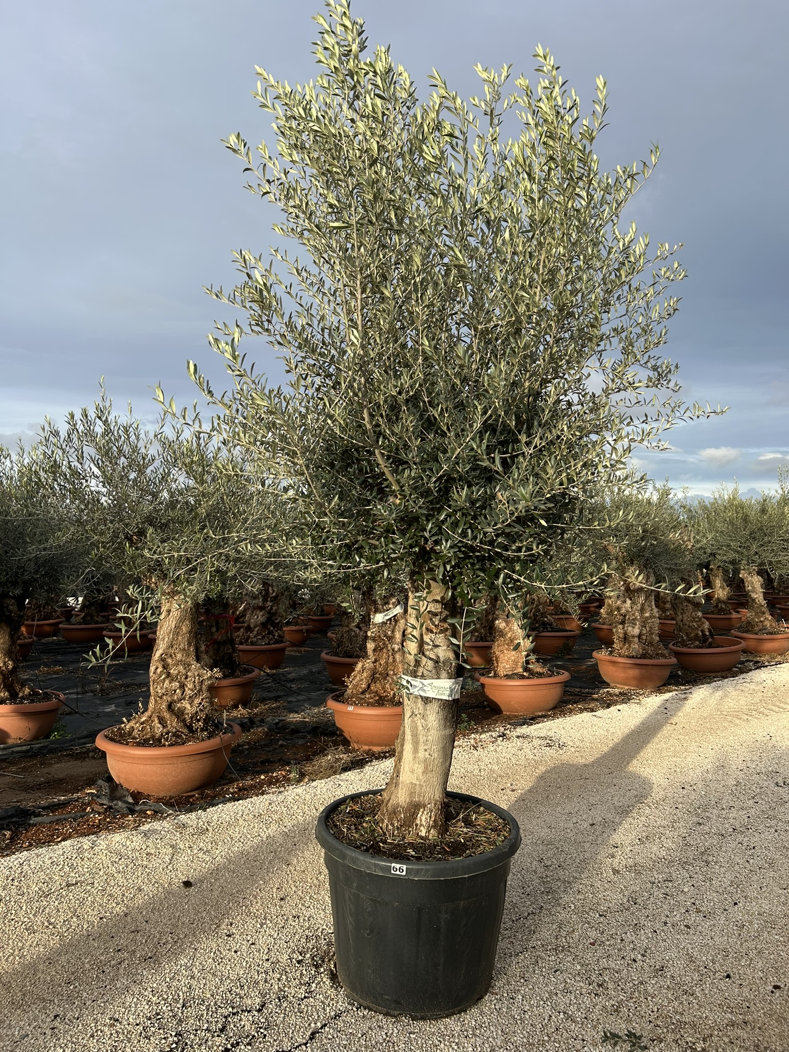 Olea europea